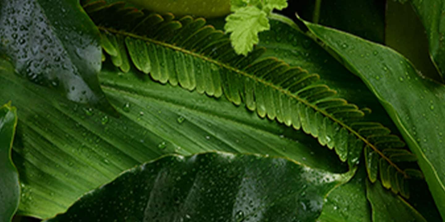 Join Aveda+ rewards program