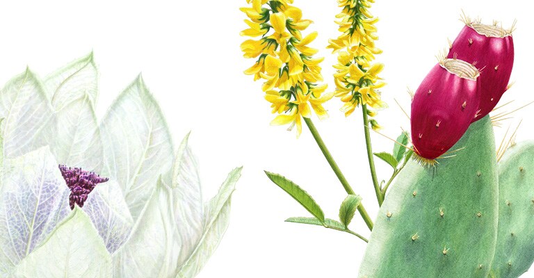 Les sérums Botanical kinetics contiennent des ingrédients d'origine éthique et durable.