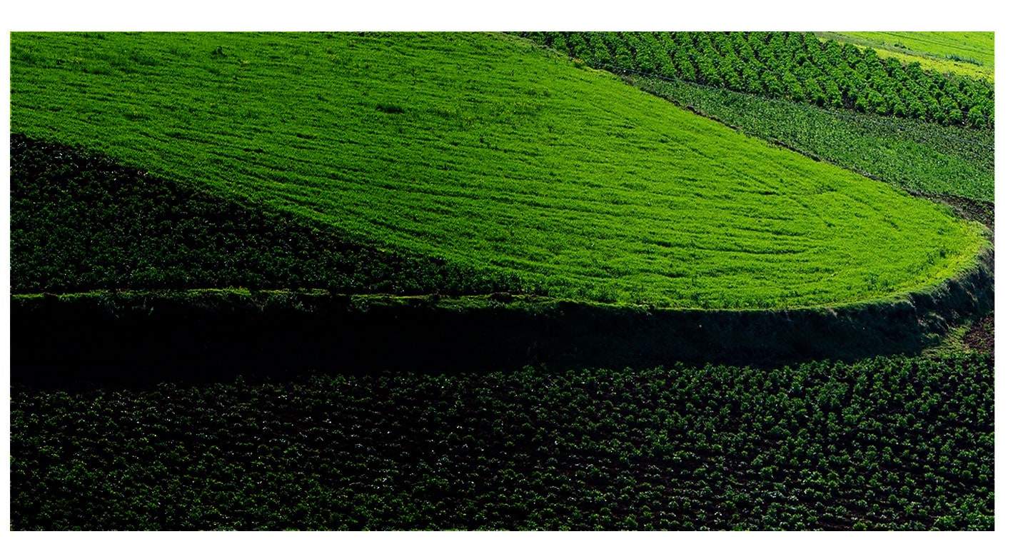 Farm-grown in Peru