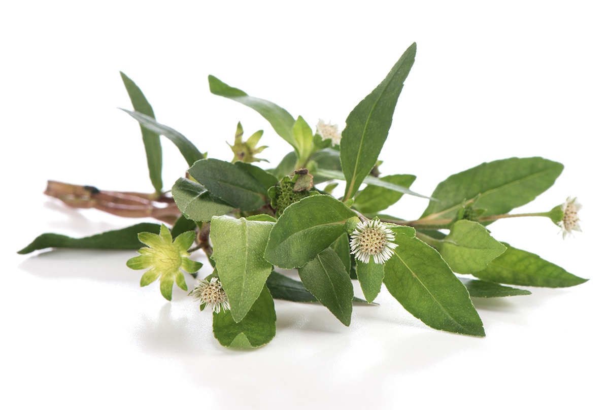 Learn more about Eclipta Prostrata Leaf Extract