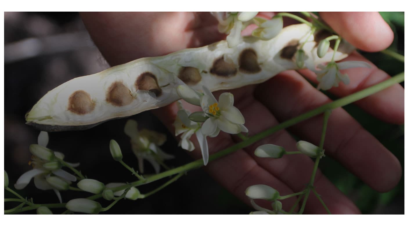 Responsibly sourced moringa oil