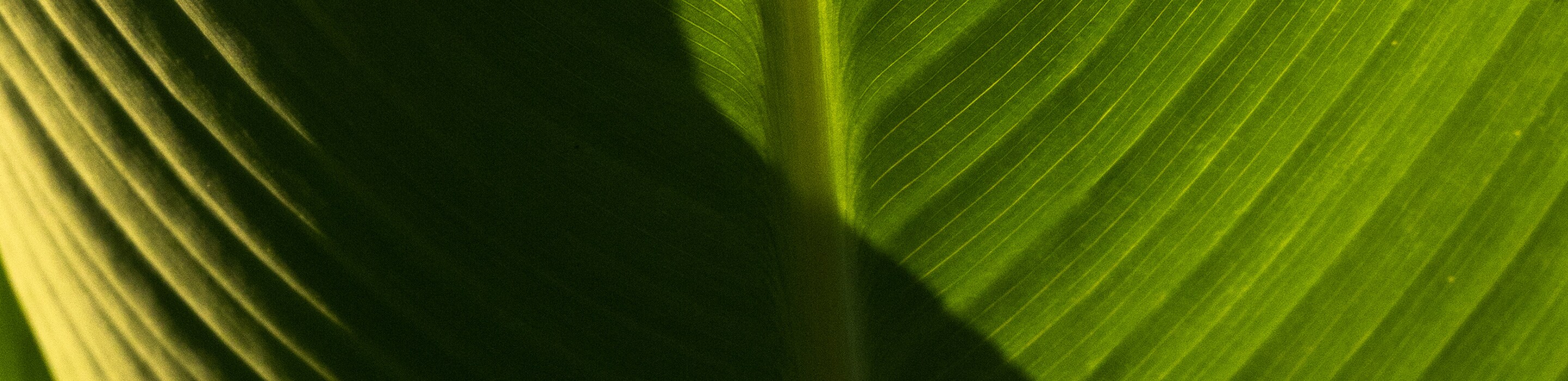 Green leaf background